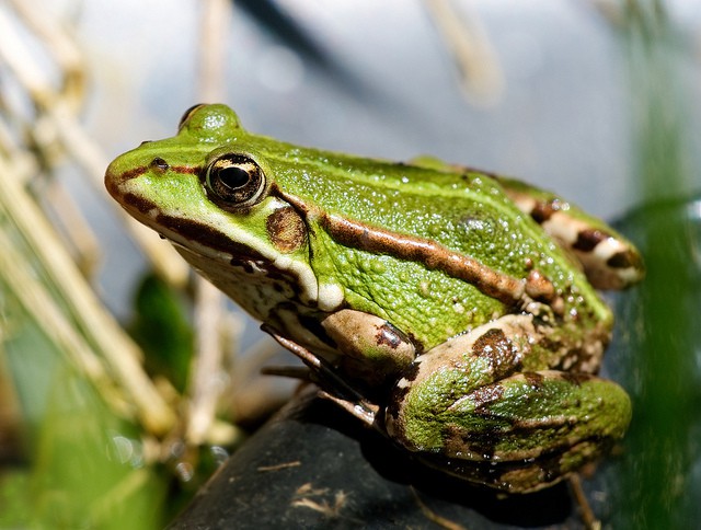 El peligro de tener ranas como mascotas