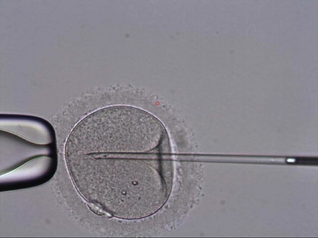 El IVI desarrolla una técnica de fecundación invivo