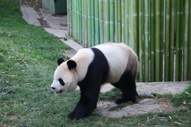 El Zoo Aquarium dejará que los niños cuiden a los osos panda