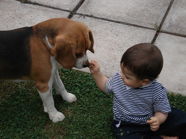 Mejores mascotas para la familia