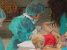 Niños hospitalizados se convierten en médicos de sus ositos de peluche
