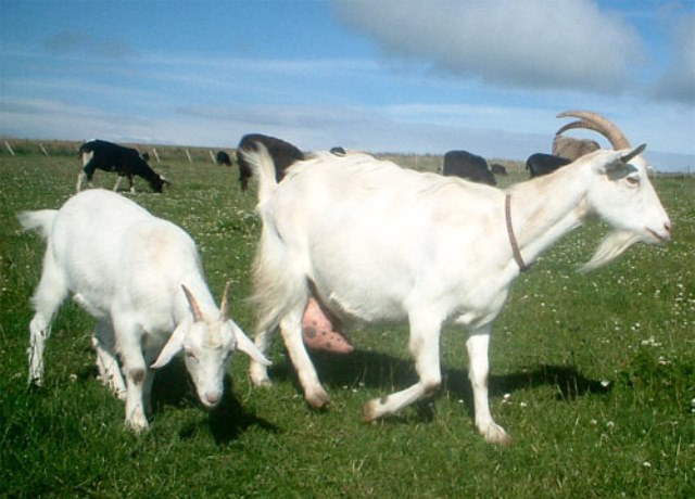 La leche de cabra ahora, también, para bebés