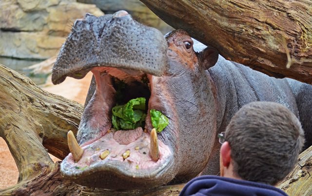 Planes para Semana Santa: Expedición África en Bioparc Valencia