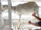 Beneficios de la leche de cabra para los niños