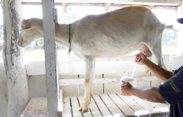 Beneficios de la leche de cabra para los niños