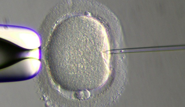 La testosterona ayuda a la fecundación in-vitro