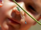 Primeros auxilios para niños en el campo: Picaduras de insectos