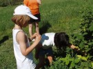Primeros auxilios para niños en el campo: Intoxicación por plantas