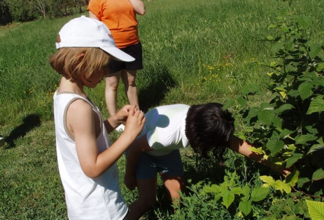 Primeros auxilios para niños en el campo: Intoxicación por plantas