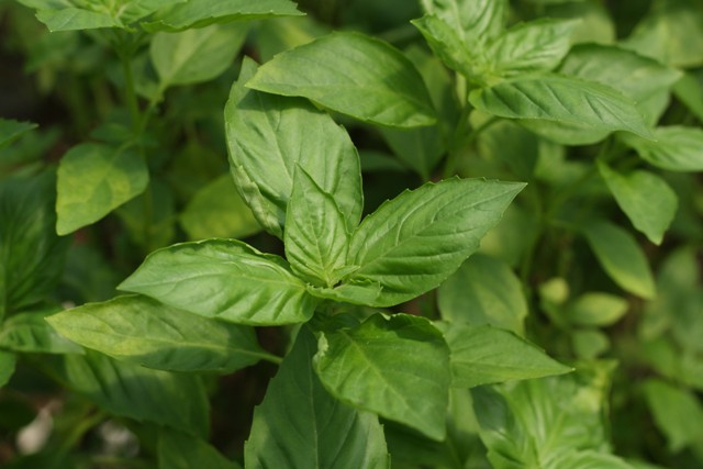 Plantas ricas en hierro para el embarazo