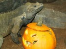El Halloween más feroz en el Zoo Aquarium de Madrid