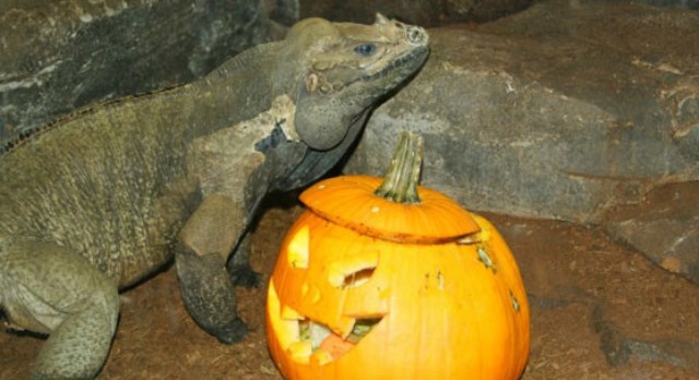 El Halloween más feroz en el Zoo Aquarium de Madrid