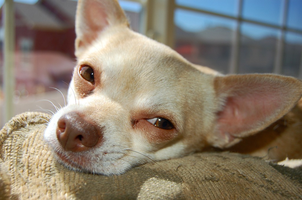 Un perrito que ayuda a los niños con trastornos de sueño