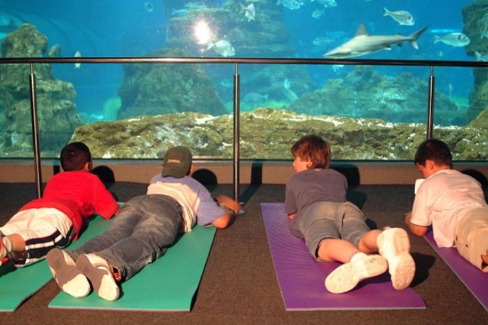 Actividades infantiles con tiburones en L’Aquàrium de Barcelona