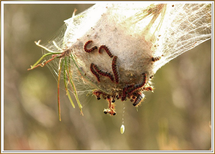 Oruga procesionaria: una plaga del bosque peligrosa para los niños