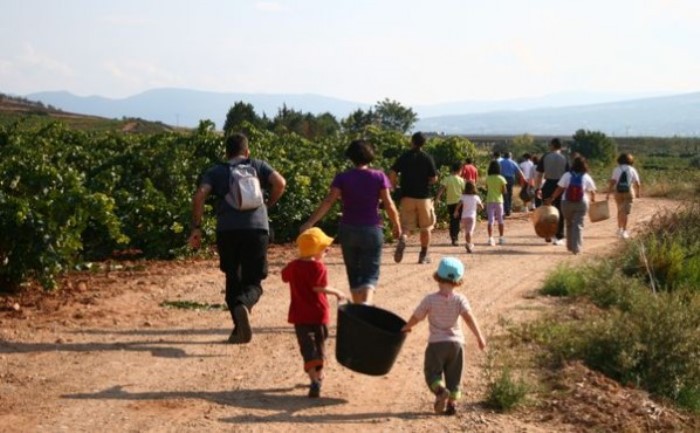 La vendimia con los niños, toda una aventura al aire libre