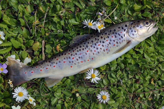 Alergias alimentarias en niños: Pescado