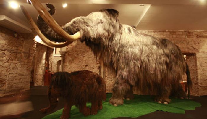 Museos con niños: Museo del Mamut en Barcelona