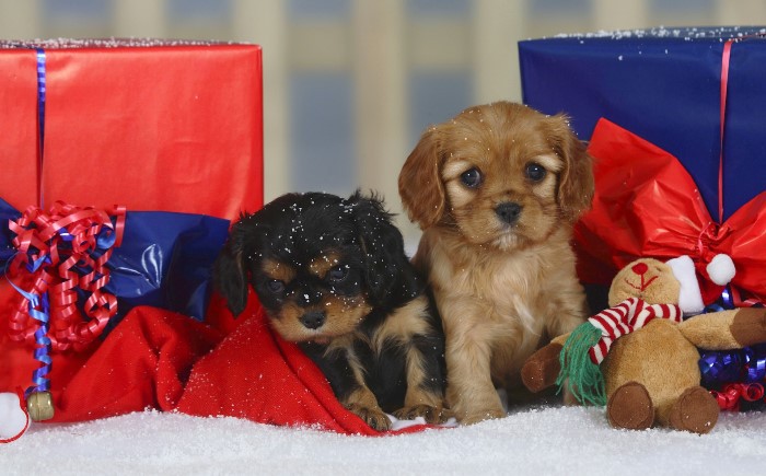 Los perros y los gatos no son el mejor regalo de Navidad