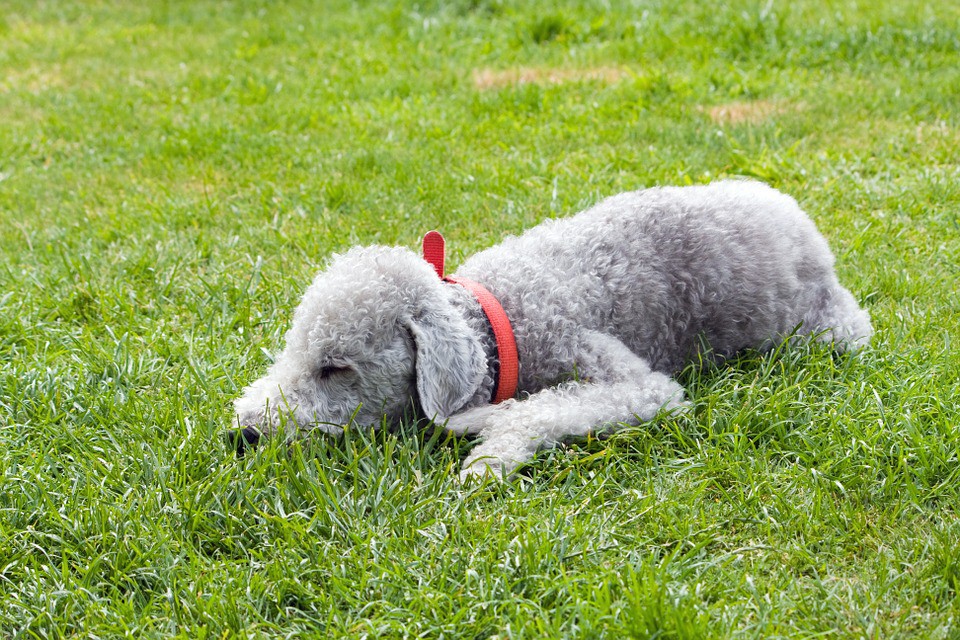 Razas de perros pequeñas: Affenpinscher, Bedlington Terrier, Bichón