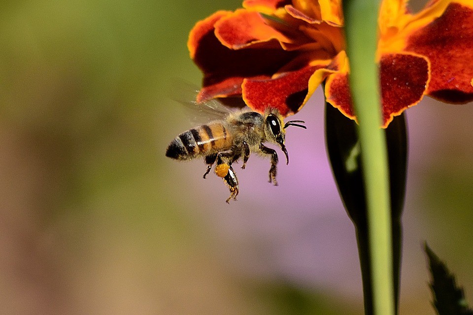 Carnaval: Disfraz casero de abeja para el bebé y de flor para mamá