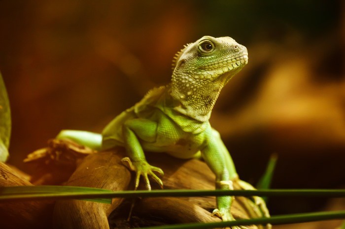 Horóscopo maya: Lagarto