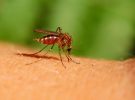 Consejos prácticos para evitar las picaduras de mosquitos en niños