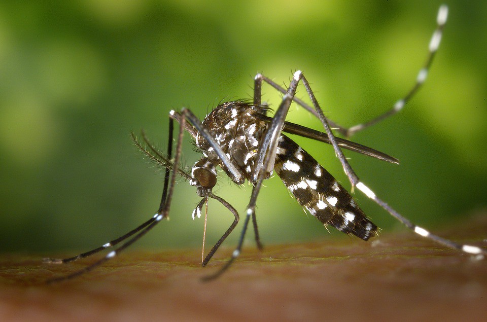 Picaduras de mosquitos en bebés