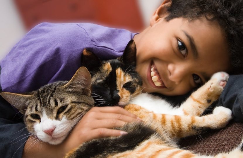 Niños y gatos: las razas más cariñosas