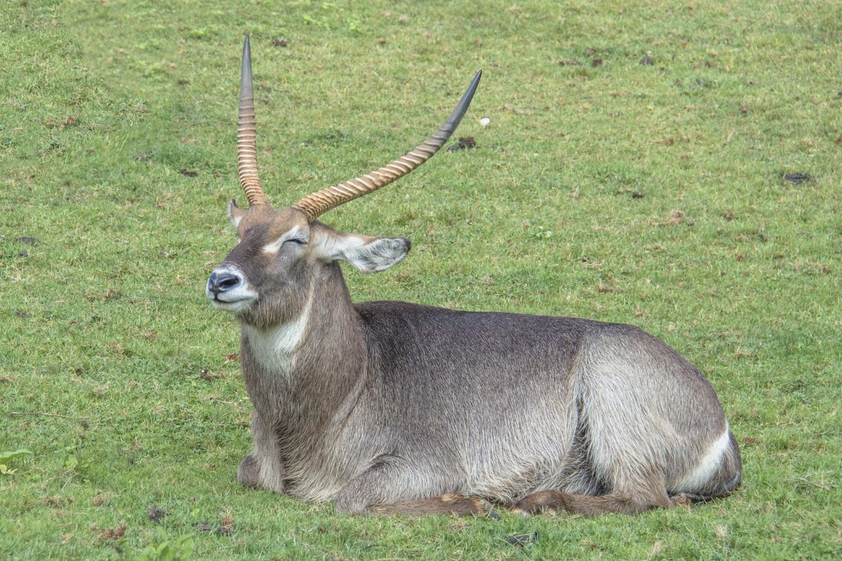 Parque de la Naturaleza de Cabárceno: actividades para niños