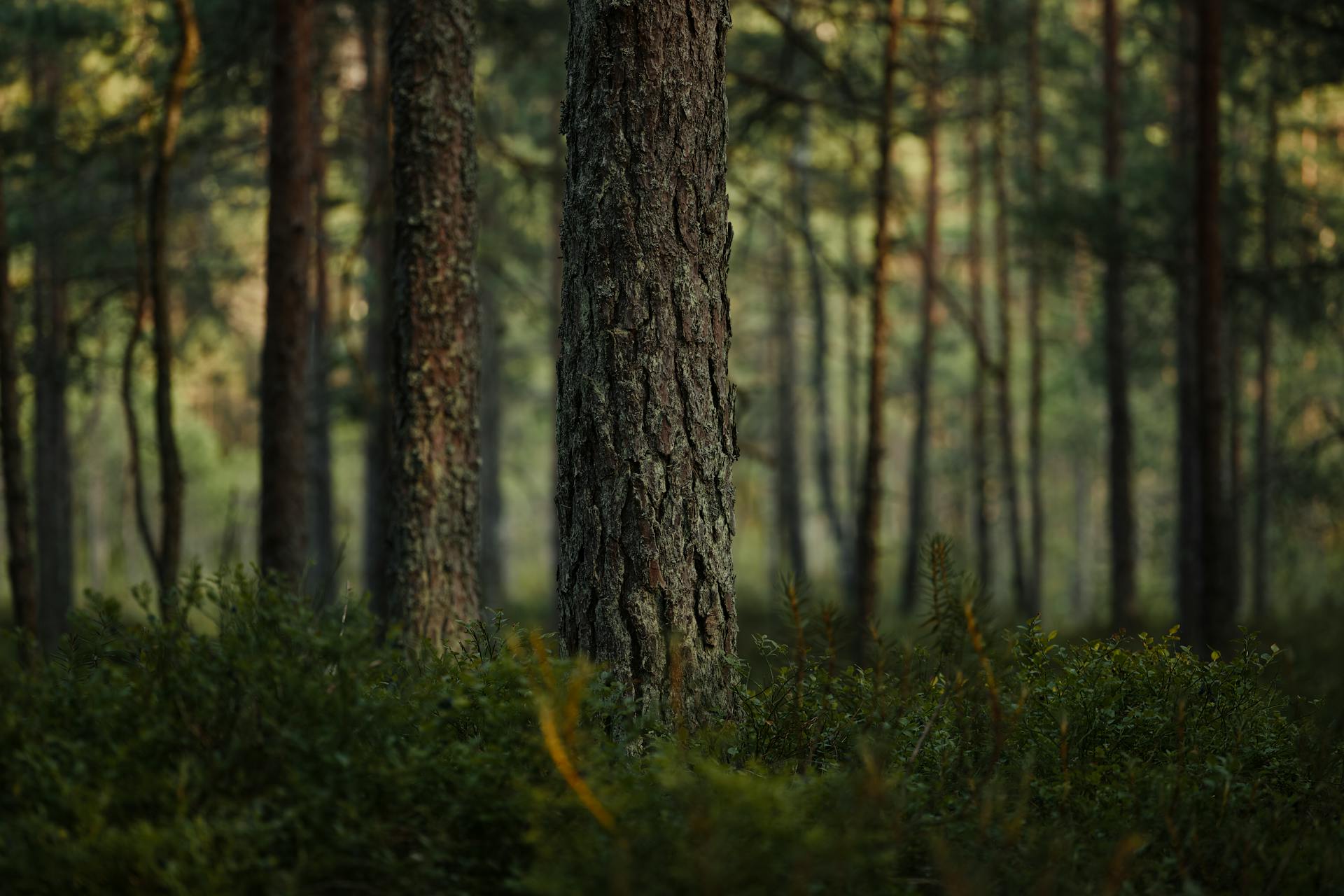 Consejos Para Hablar Con Los Ninos Sobre Los Incendios