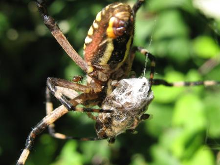 Argíope de Bruennichi, la araña avispa