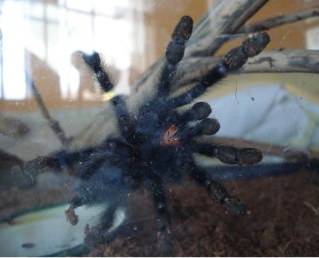 Tarántula de puntas rojas (<i>Avicularia metallica</i>)