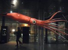El primer calamar gigante disecado