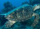 Cuba prohíbe la caza de tortugas carey