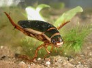 El escarabajo acuático