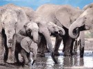 Matanza de elefantes