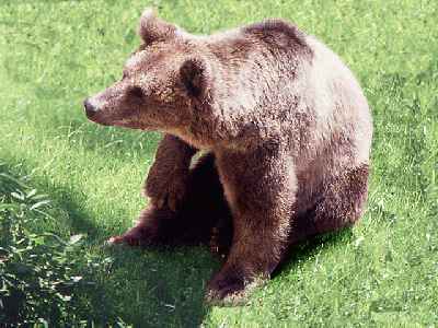 Peligra el oso pardo