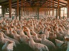 Arde la granja (mueren 10.700 pollos)