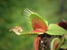 Venus atrapa moscas <em>(Dionaea Muscípula)</em>