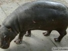 Un hipopótamo en miniatura