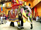 India construye un geriátrico para elefantes