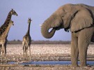 Para proteger la flora y fauna de África