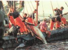 La extinción del atún rojo… ¿financiada?