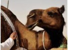 Concurso de belleza… de camellos