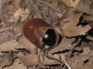 El escarabajo bellotero