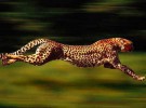 Guepardo: el animal terrestre más veloz