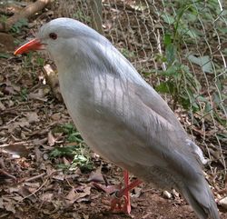 Kagu, el ave de los bosques de Nueva Caledonia