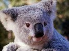 Las hojas de eucalipto, el koala y el cambio climático