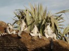 Nacen tres lémures en el Bioparc